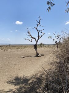 A tree in the middle of an empty field.