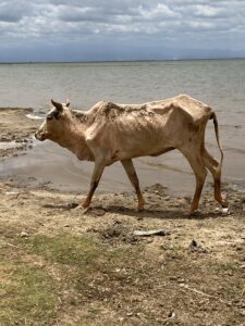 A cow walking along the shore of a lake.