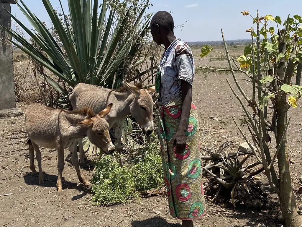 A woman standing with two donkeys.